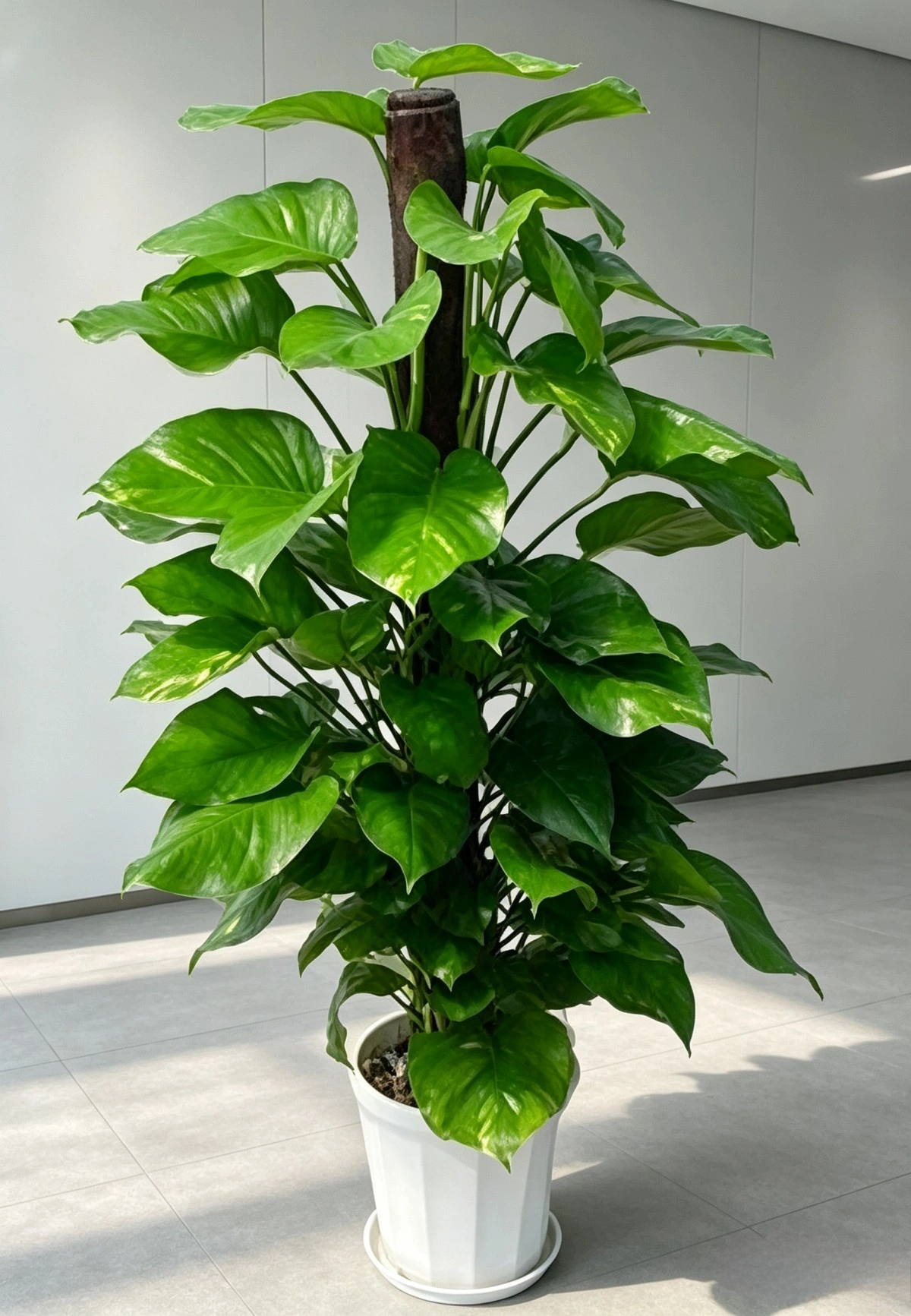 上海会议会场植物租赁|论坛、发布会、年会临时 / 长期绿植布置 上海会议会场植物租赁|论坛、发布会、年会临时 / 长期绿植布置